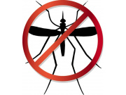 insectes